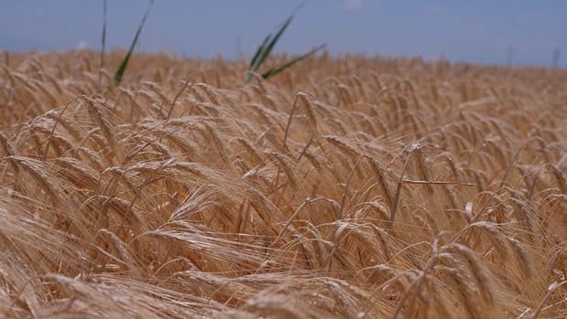 BM’den tahıl koridoru açıklaması