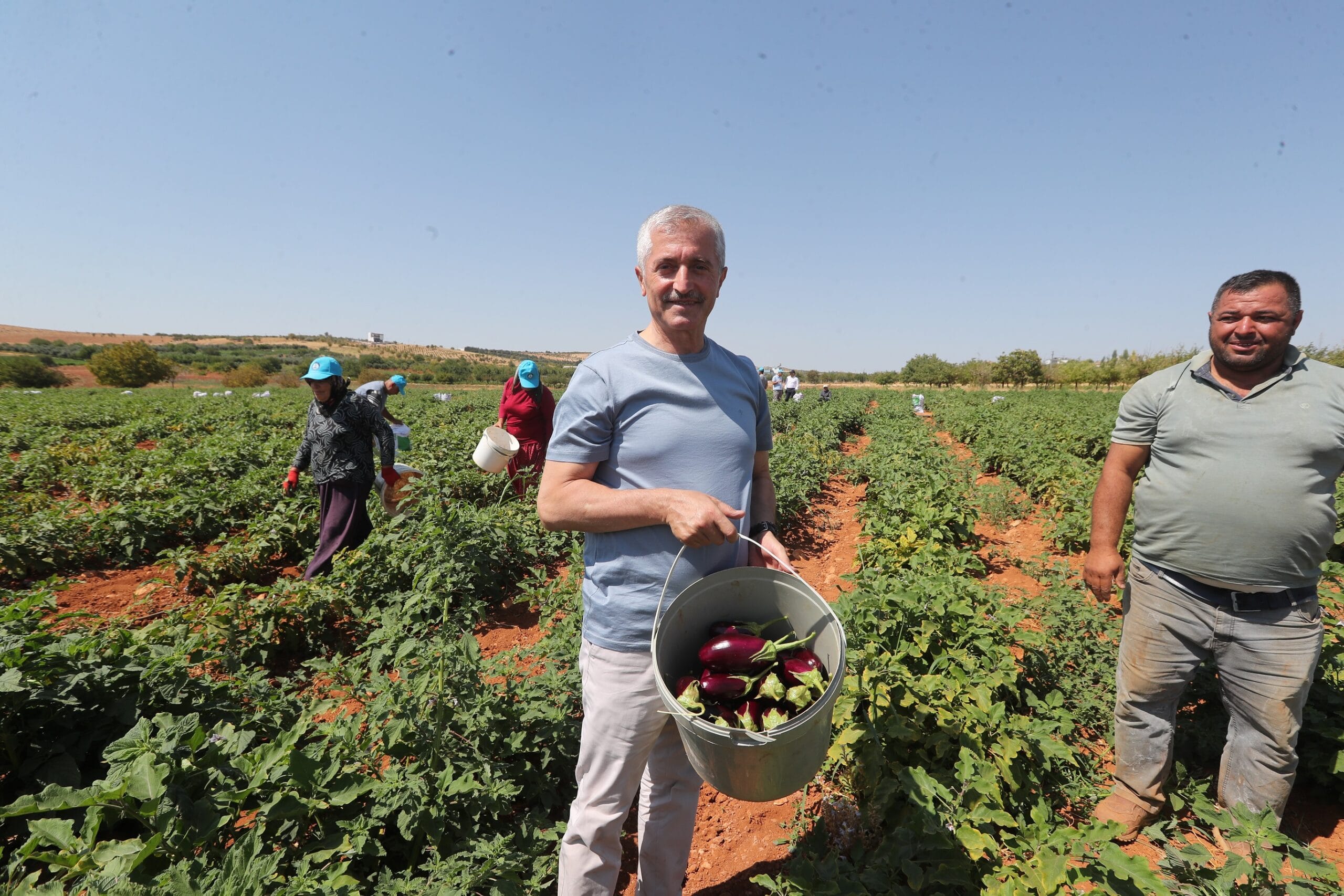 <strong>BAŞKAN TAHMAZOĞLU ÇİFTÇİLERLE TARLADA DOMATES, BİBER TOPLADI</strong>