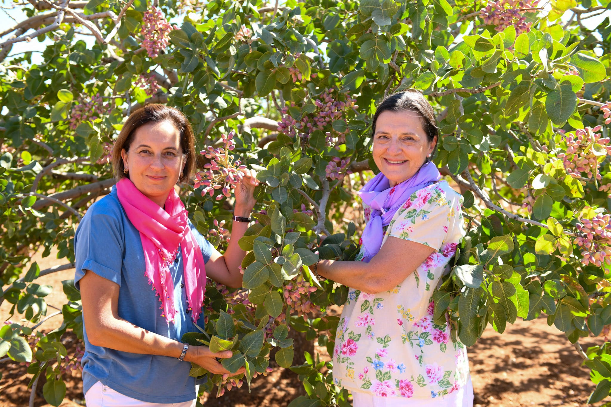 Antep fıstığı rekora koşuyor: Verim 2,5 katına çıktı