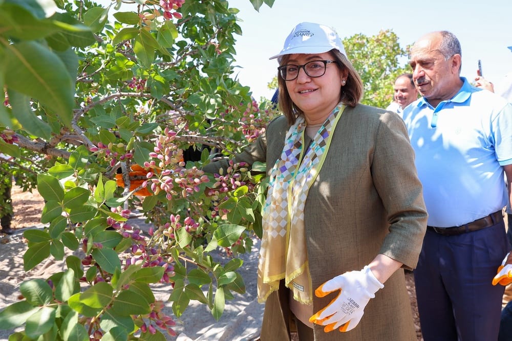 BAŞKAN ŞAHİN BARAK OVASI’NDA HASADA KATILDI, OVADA HER ŞEY FISTIK GİBİ OLACAK DEDİ