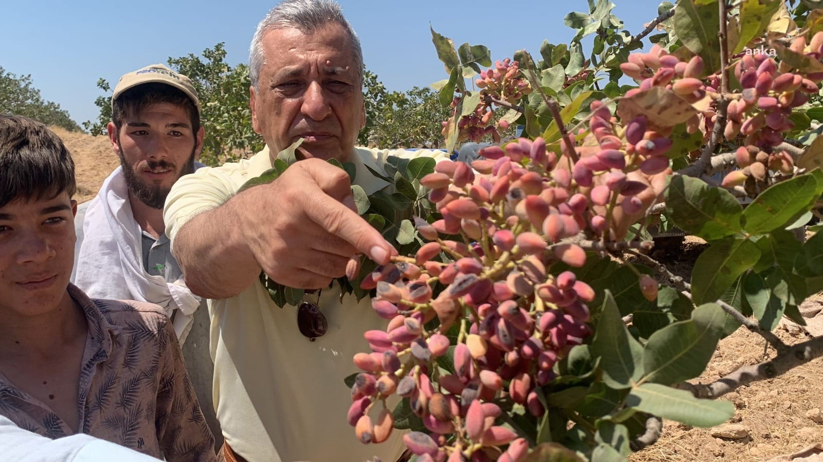 Antep Fıstığı Dünyanın En İyi Kuruyemişler Listesinde ama Fıstık Üreticisi Zarar Ediyor