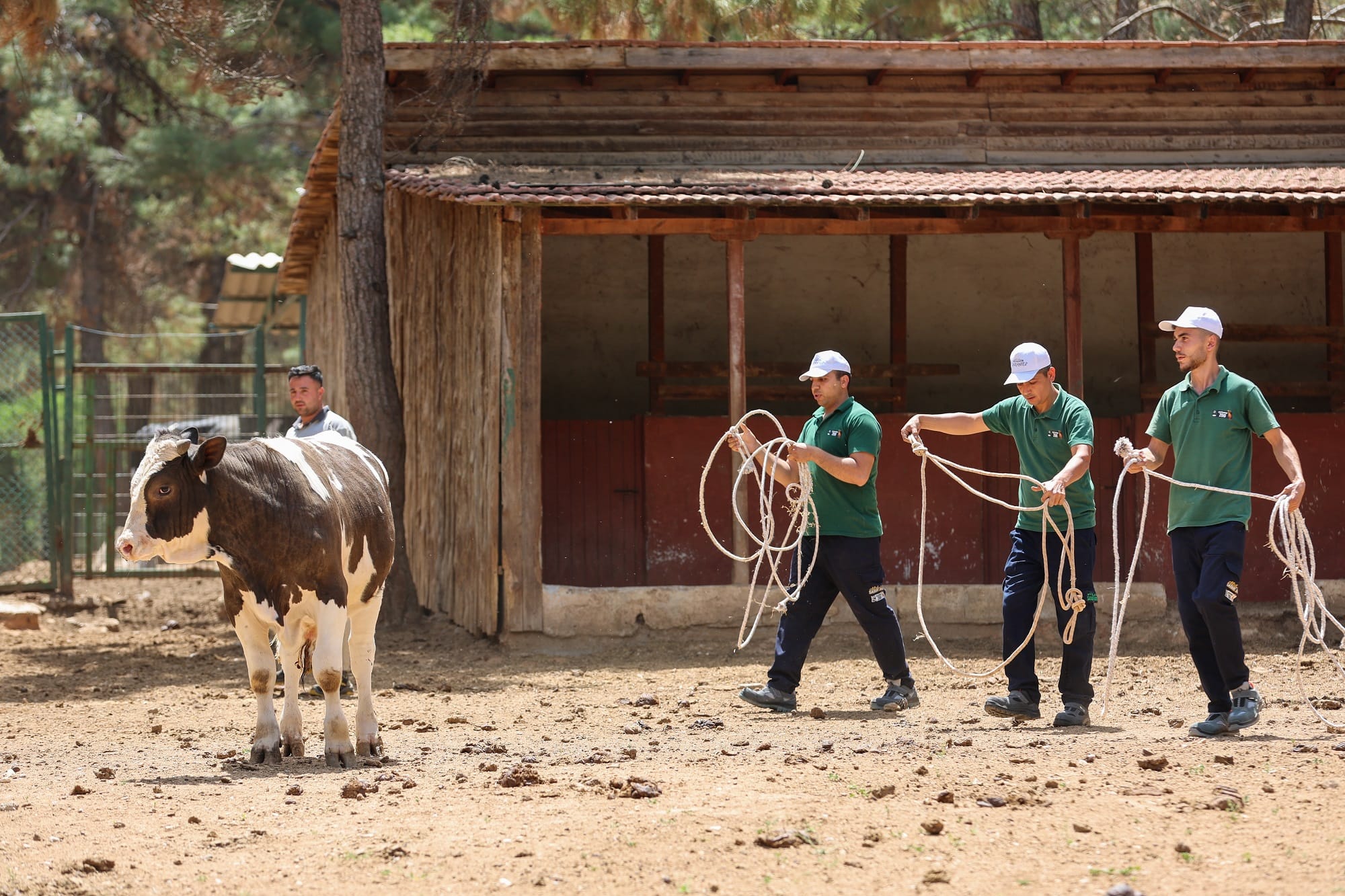 BÜYÜKŞEHİR BELEDİYESİ KURBAN YAKALAMA TİMİ BAYRAMA HAZIR