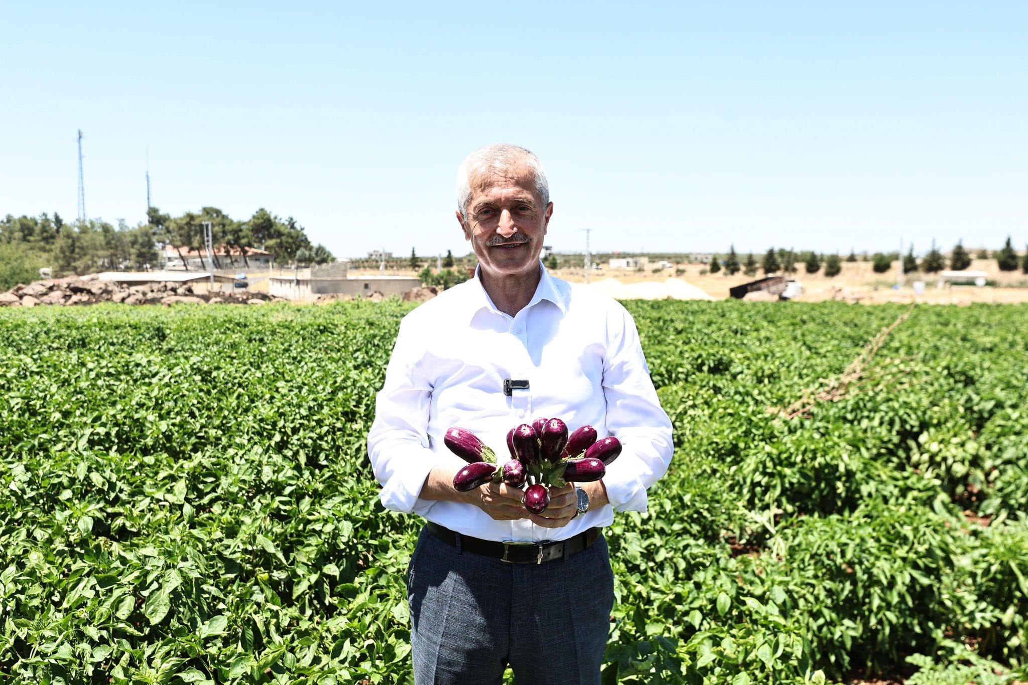 BAŞKAN TAHMAZOĞLU ÇİFTÇİLERLE TARLADA PATLICAN, BİBER TOPLADI